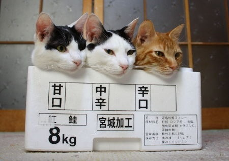 ファイル 186-1.jpg