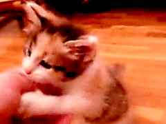 ファイル 517-2.gif