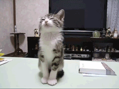 ファイル 658-1.gif
