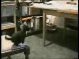 ファイル 705-1.gif