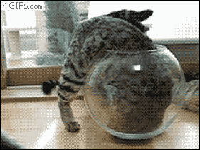 ファイル 737-1.gif